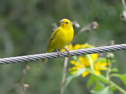 SUBDIRECCION DE SOSTENIBILIDAD DEL MEDIO NATURAL